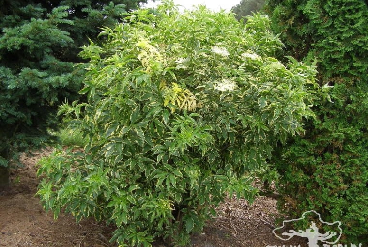 Czarny bez (Sambucus nigra) 'Marginata' Czarny bez (Sambucus nigra) 'Marginata'