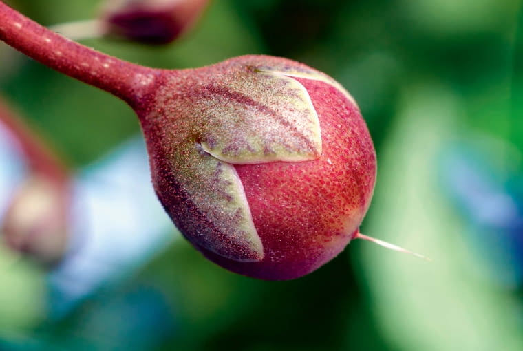Fiołek alpejski w pąku Fiołek alpejski w pąku