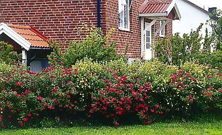 Tawuła japońska i pięciornik krzewiasty