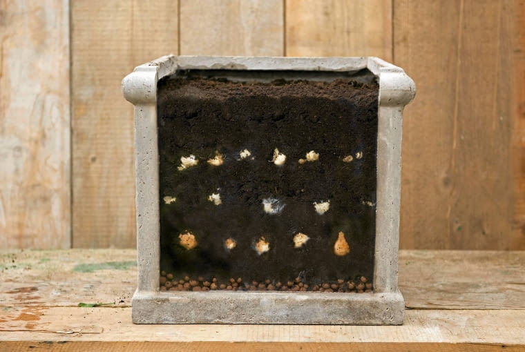 Sadzenie tulipanów w skrzynkach piętrowo Sadzenie tulipanów w skrzynkach piętrowo