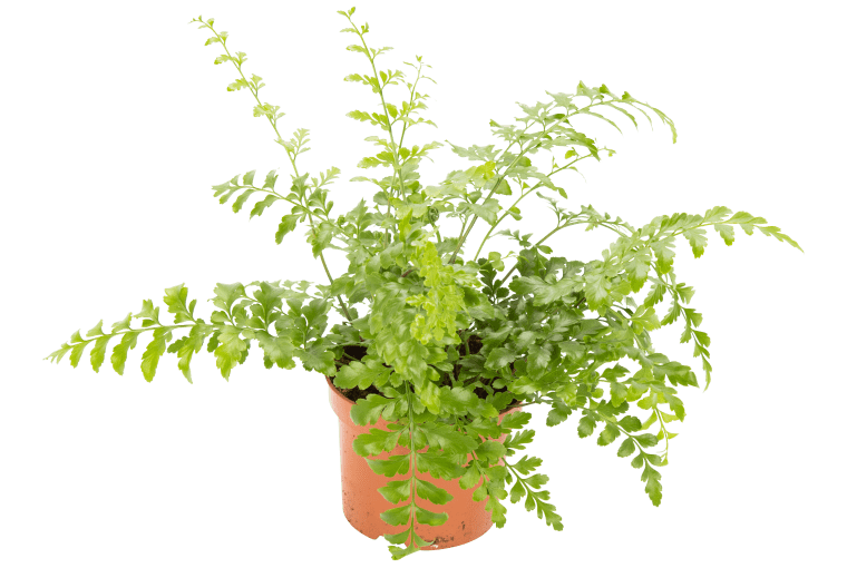 Asplenium Parvati W25 cm. 22,99 zł Asplenium Parvati W25 cm. 22,99 zł