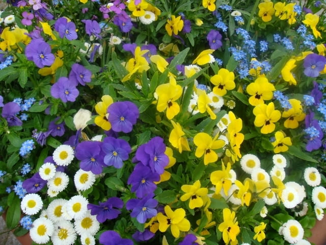 Bratki, stokrotki, niezapominajki - kompozycja żółto-niebiesko-biała