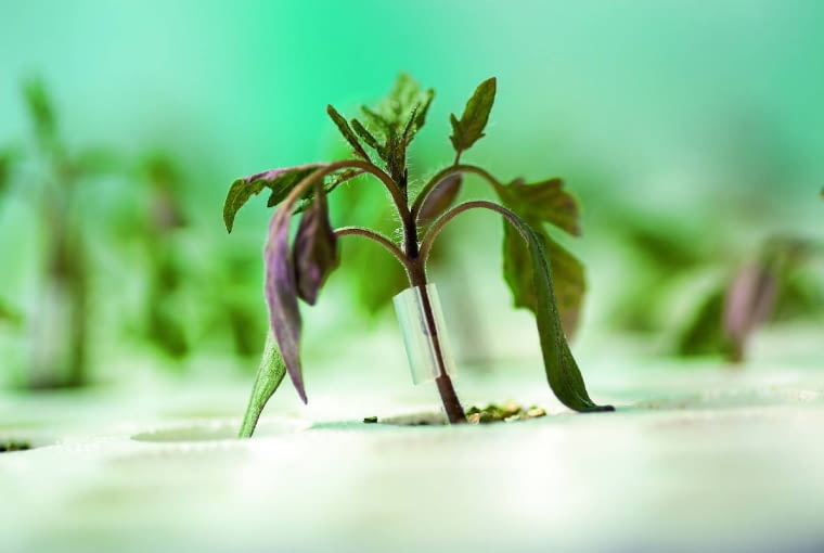 Gdy oczko zaszczepionej odmiany zrośnie się z podkładką, sadzonka rozpoczyna intensywny wzrost. Gdy oczko zaszczepionej odmiany zrośnie się z podkładką, sadzonka rozpoczyna intensywny wzrost.