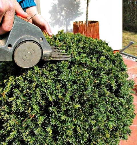 Strzyżenie cisa 27.03.2003 WARSZAWA OGROD WIOSNA WIOSENNE PRACE PIELEGNACJA KONSERWACJA PORZADKI PO ZIMIE ROSLINY FORMOWANIE DRZEWA CIS POSPOLITY TAXUS BACCATA FORMOWANIE KORONY NARZEDZIA CZLOWIEK FOT PAWEL SLOMCZYNSKI / AGENCJA GAZETA PUBLIKACJA KWIETNIK NR 4 (136) - 4.2006