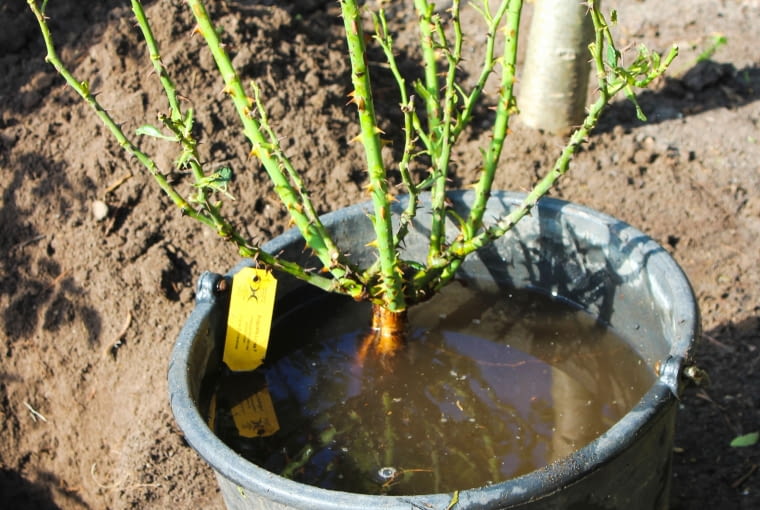 Moczenie korzeniu róży przed posadzeniem Moczenie korzeniu róży przed posadzeniem