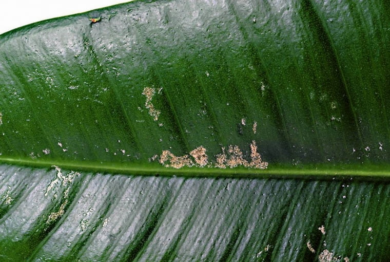 Ślady żerowania wciornastków