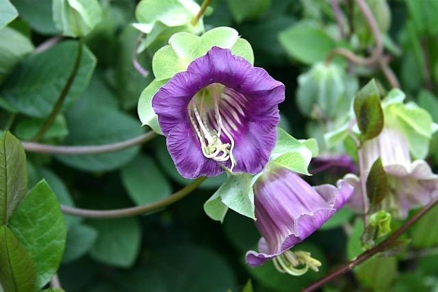 KOBEA PNĄCA(Cobea scandens) zadziwia ciekawymi, fioletowymi i białymi kielichami, ale gdy lato jest zimne, zakwita późno. Dlatego najlepiej kupić w maju jej rozsadę. Kobea ma również dekoracyjne owoce. PAŁCZATKA(Eccremocarpus scaber) dorasta do wysokości 3 m. Kwiaty w kształcie trąbek o słonecznych kolorach zdobią roślinę od lipca do października. Wysiew - pod osłonami w lutym lub w marcu. Cobea scandens