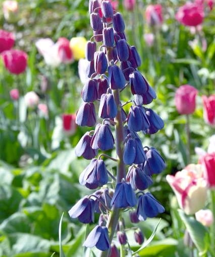 Szachownica. Kwiaty cebulowe Szachownica. Kwiaty cebulowe