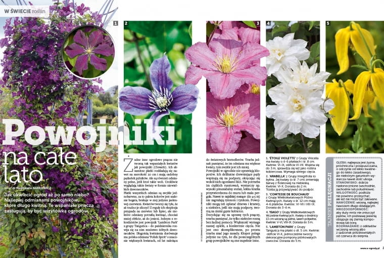 Magazyn Magnolia Magazyn Magnolia