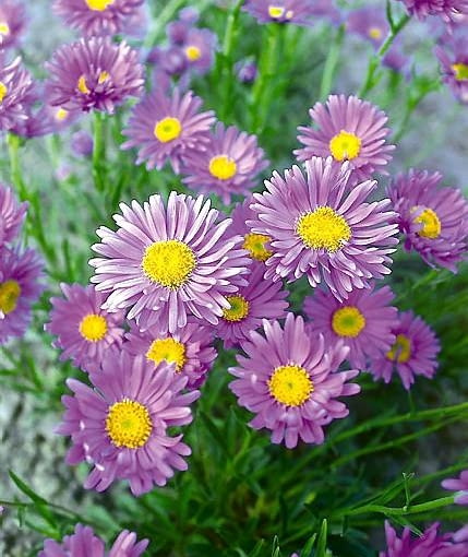 ASTER ALPEJSKI ASTER ALPINUS GOLIATH