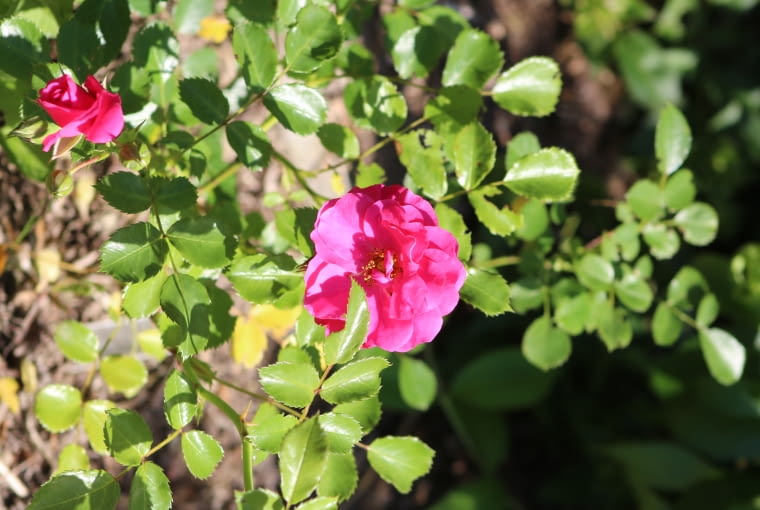 Róża 'Aleksander von Humboldt' Róża 'Aleksander von Humboldt'