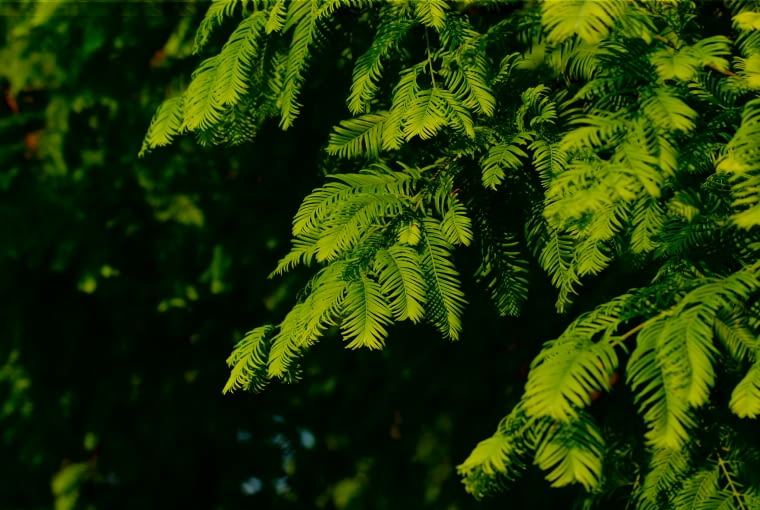 Metasequoia glyptostroboides Gold Rush Metasequoia glyptostroboides Gold Rush