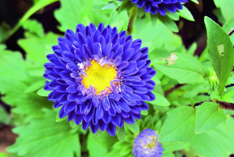 Odmiana pomponowa 'Pompon Blue' Odmiana pomponowa 'Pompon Blue'