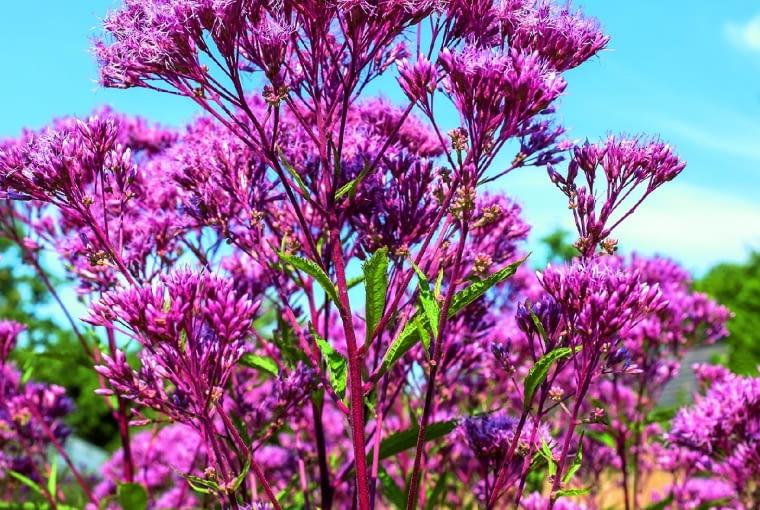 Sadziec konopiasty Sadziec konopiasty