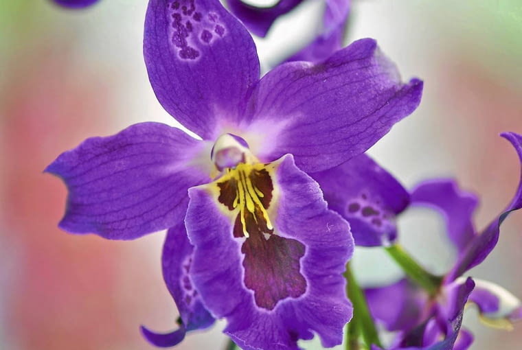 Odontoglossum aliance - gatunek mieszańcowy. Odontoglossum aliance - gatunek mieszańcowy.