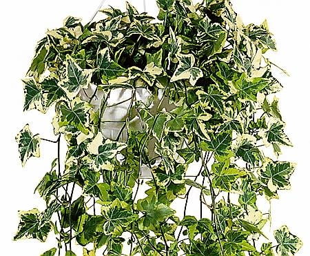 ONE TIME USE ONLY DO JEDNORAZOWEJ PUBLIKACJI ROSLINY BLUSZCZ ODMIANA GOLDEN KOLIBRI FOT. BIURO KWIATOWE HOLANDIA PUBLIKACJA CZTERY KATY NR 5 (151) - 5.2004