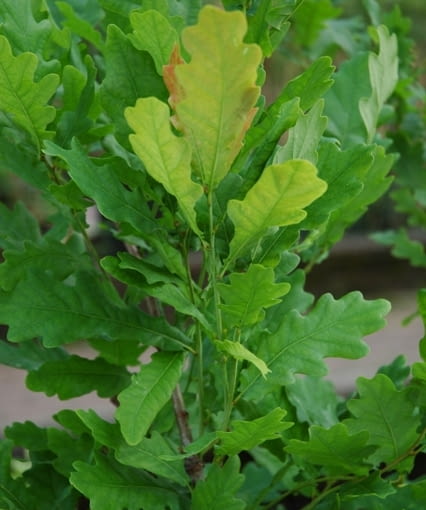 Dąb szypułkowy Quercus robur 'Fastigiata' Dąb szypułkowy Quercus robur 'Fastigiata'