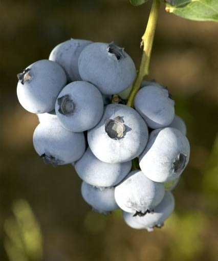 Borówka amerykańska