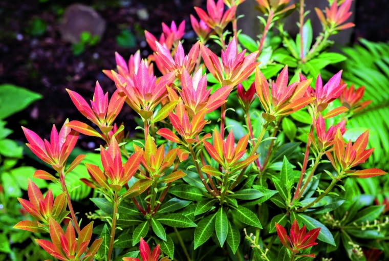 Pieris japoński (Pieris japonica) Pieris japoński (Pieris japonica)