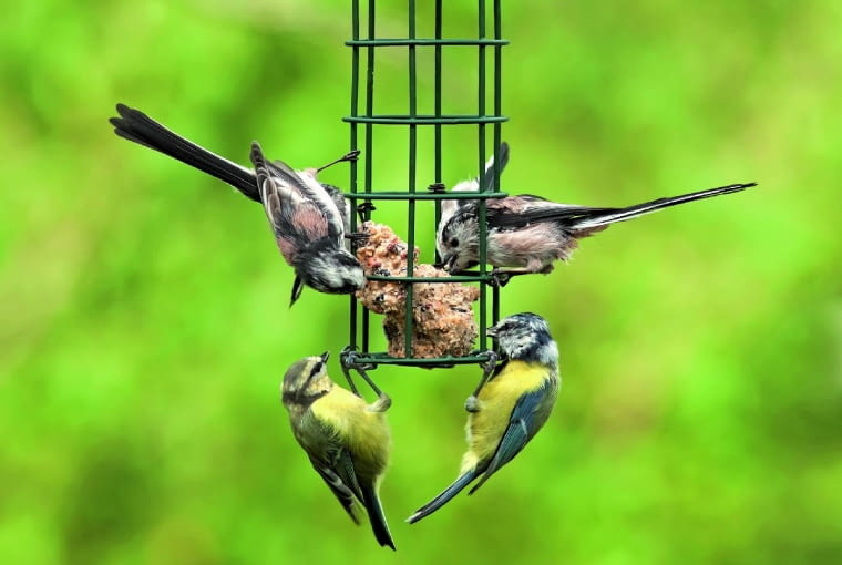 Z tego karmnika ptaki wydziobują pokarm, trzymając się prętów. Z tego karmnika ptaki wydziobują pokarm, trzymając się prętów.
