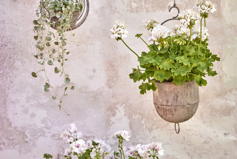 Pelargonia w donicy Pelargonia w donicy