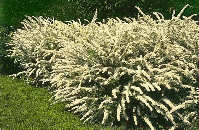 ROSLINA KRZEW TAWULA SZARA ' GREFSHEIM ' FOT. LILIANNA SOKOLOWSKA PUBLIKACJA KWIETNIK NR 1 (157) - 1 2008