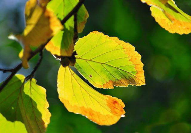 Oczar Wirginijski Oczar Wirginijski