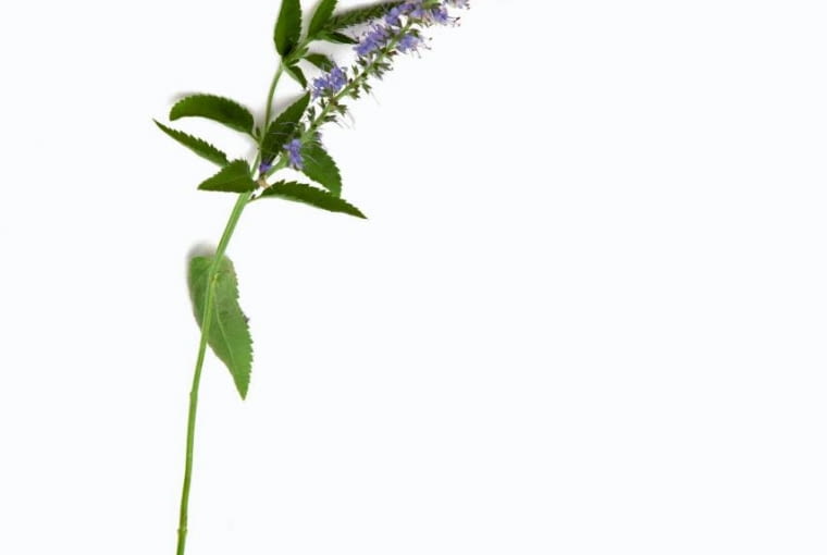 26.08.2010 WARSZAWA LETNIE KOMPOZYCJE SESJA BUKIETY KOMPOZYCJE URSZULA ZABOROWSKA I IZABAELLA GZYRA GAUDI KWAICIARNIA DLA CZASOPISMA BUKIETY FOT. ARKADIUSZ SCICHOCKI / AGENCJA GAZETA