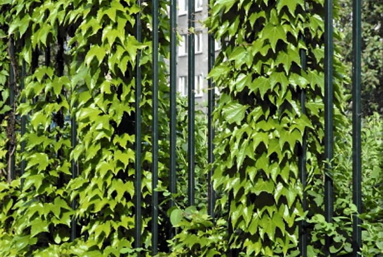 Dachówkowato ułożone liście winobluszczu trójklapowwego są idealną ochroną przed deszczem, wiatrem i słońcem
