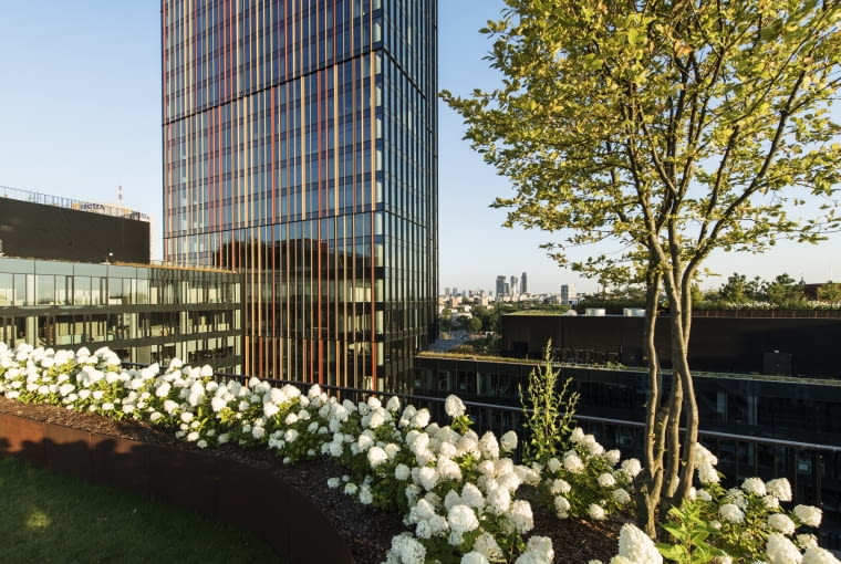 Zielony Taras Forest