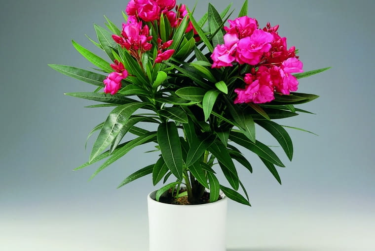 Oleander Oleander