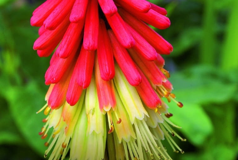 trytoma groniasta trytoma groniasta