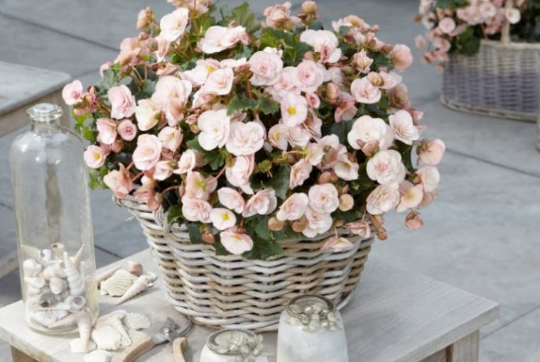 Begonia 'Cottage Vintage' Begonia 'Cottage Vintage'