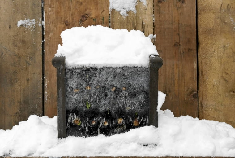 Sadzenie cebul w pojemnikach zima Sadzenie cebul w pojemnikach zima