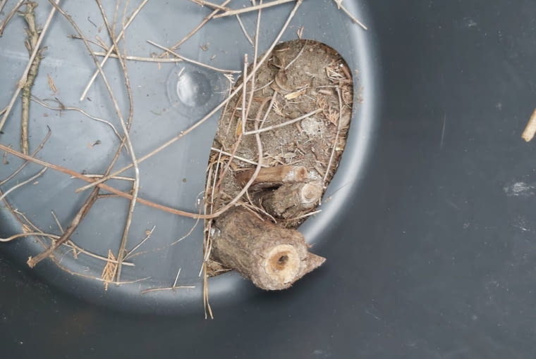 Róże w kastrach budowlanych