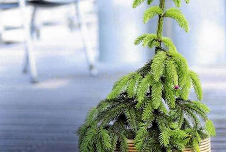 Świerk pospolity 'Push' 23.05.2006 WARSZAWA DLA CZTERY KATY IGLAK IGLAKI IGLASTE SWIERK PICEA EXCELSA ACROCONA STYLIZACJA ANETA KOSIBA FOT. LUKASZ ZANDECKI / AGENCJA GAZETA PUBLIKACJA CZTERY KATY NR 8 (178) - 8.2006 SLOWA KLUCZOWE: ROSLINY ZDJĘCIE DO WKŁADKI: PUBLIKACJA CZTERY KATY NR 8 (178) - CZASOPISMA PUBLIKACJA CZTERY KATY NR 8 (178) - CZASOPISMA