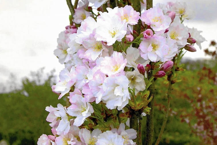 WISNIA PILKOWANA PRUNUS SERRULATA ' AMANOGAVA ' WISNIA PILKOWANA PRUNUS SERRULATA ' AMANOGAVA '