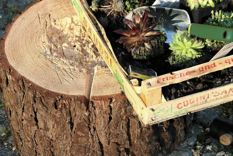 Materialfoto: Pflanzen f´r den Baumstumpf (Sempervivum), Stepfoto vorhanden SLOWA KLUCZOWE: au?en Baumstamm Baumst mme Baumstumpf bearbeiten Bearbeitung Dickblattgew chs drau?en Garten G rten Gartenwerkzeug Gartenwerkzeuge Helga Noack Idee im Freien kreativ originell Roter Dachwurz Scharfe Fetthenne Scharfer Mauerpfeffer sedum acre Selbermachen selbst gemacht Sempervivum arachnoideum sempervivum tectorum atropurpureum Spinnweb-Hauswurz Spinnweb-Hauswurze quadratisch