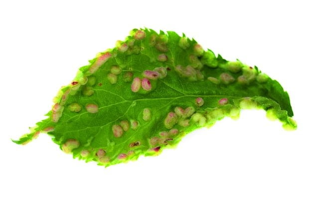 Szpeciel śliwowiec powoduje deformację liści i owoców, osłabia siły życiowe drzew.