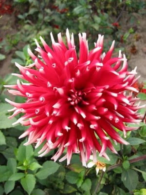 Dalia 'Bocola' ma blisko metrowej długości pędy. Są one sztywne i nie wymagają podpierania. Kwiaty mają średnicę 13-15 cm; rozwijają się od lipca do późnej jesieni.