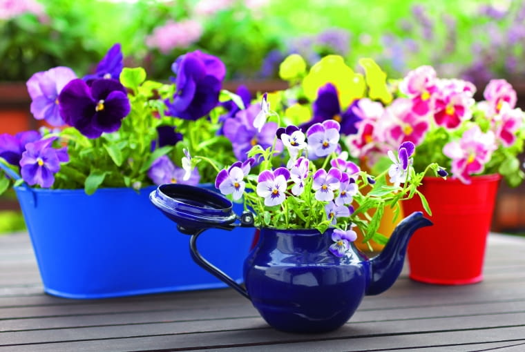 Bratki Kwiaty na balkonie