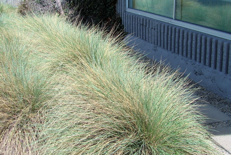 owies wieczniezielony owies wieczniezielony