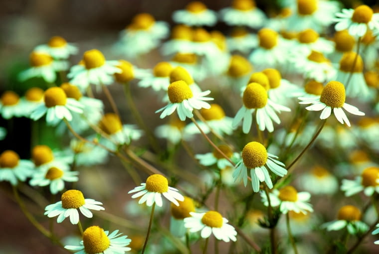 Napar z suszonych kwiatów rumianku.