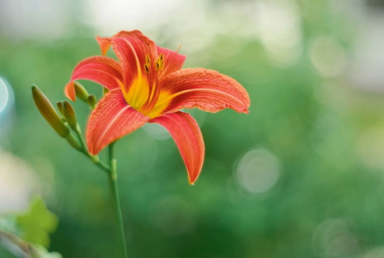 Liliowiec ogrodowy (Hemerocallis hybrida) Liliowiec ogrodowy (Hemerocallis hybrida)