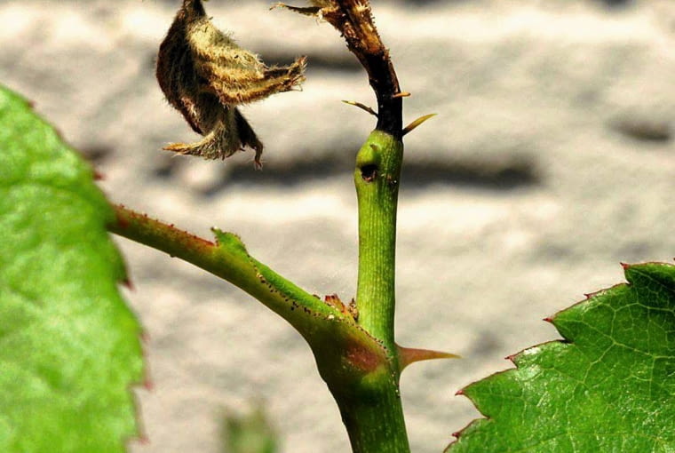 Objawy żerowania larwy bruzdownicy pędówki.