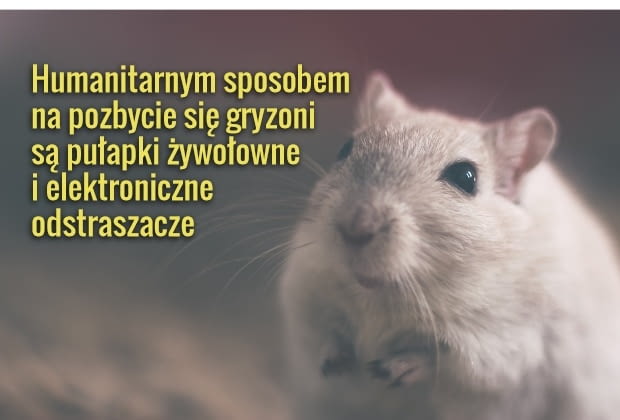 Kot to najstarsza i skuteczna metoda na myszy w domu Kot to najstarsza i skuteczna metoda na myszy w domu
