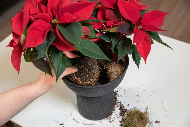 Krok4. Posadź poinsecję Krok4. Posadź poinsecję