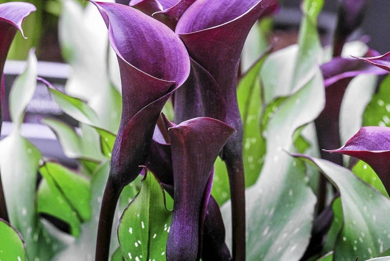 Kalla - cantedeskia Zantedeschia `Black Star` SLOWA KLUCZOWE: brown bulb cantedeskia closeup portrait