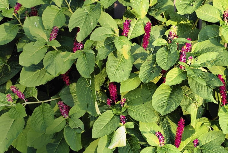 PHYTOLACCA AMERICANA, AMERICAN POKEWEED SLOWA KLUCZOWE: Blume BlŁte Farbe Farbstoff Flora Frucht Gift Giftig Perennial Pflanze Sommer Staude einfšrben fšrben giftiger rot