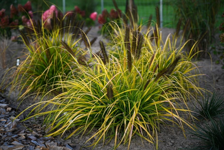 Pennisetum alopecuroides 'Sol' Pennisetum alopecuroides 'Sol'